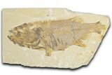 Bargain, Uncommon Fish (Phareodus) Fossil - Wyoming #348039-1